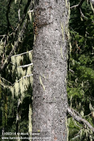 Picea breweriana