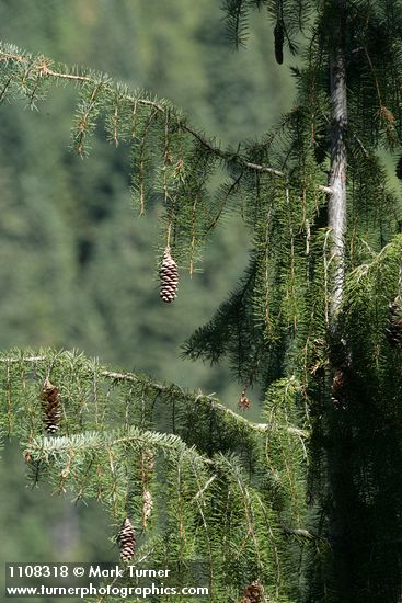 Picea breweriana