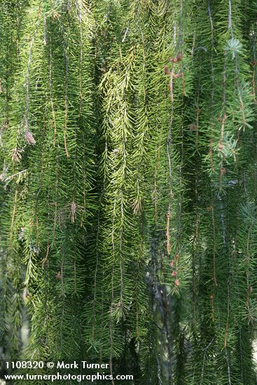 Picea breweriana