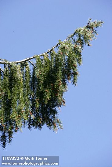 Picea breweriana