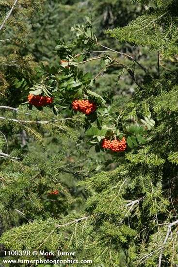 Sorbus scopulina