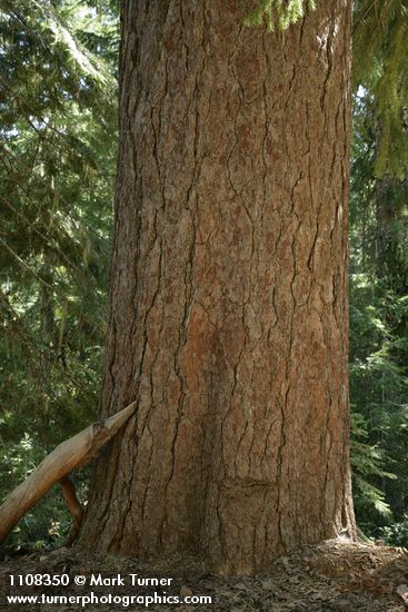 Pinus lambertiana