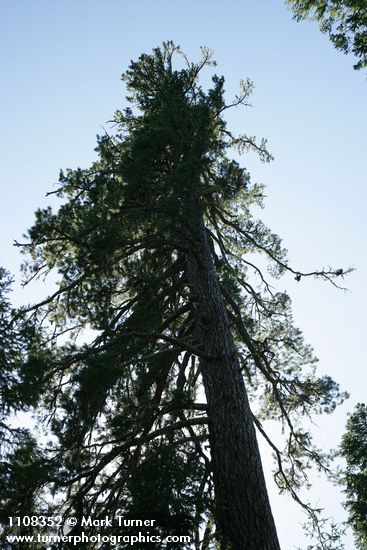 Pinus lambertiana