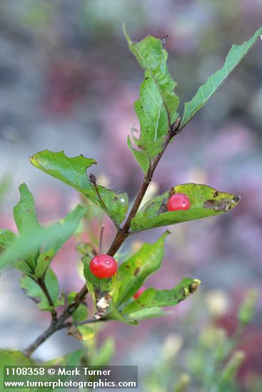 Lonicera conjugialis