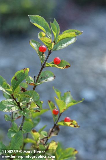 Lonicera conjugialis