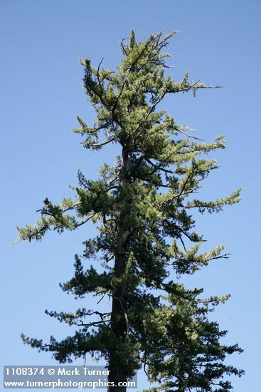 Pinus lambertiana