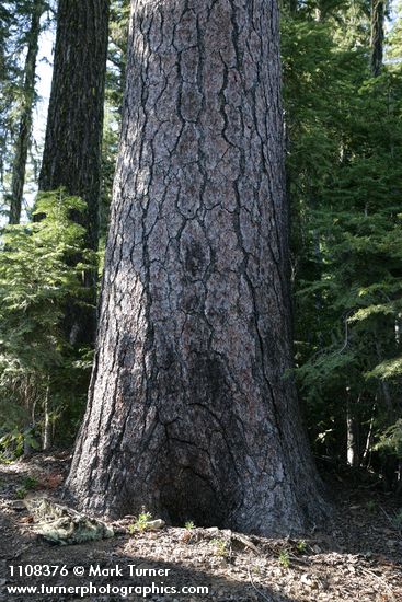 Pinus lambertiana