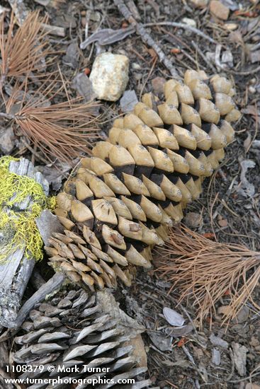 Pinus lambertiana