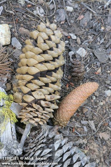 Pinus lambertiana