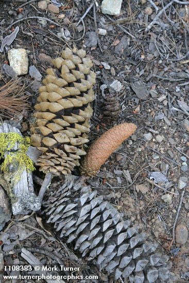 Pinus lambertiana