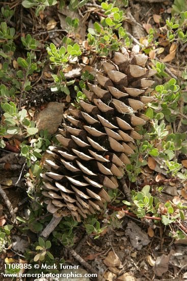 Pinus lambertiana