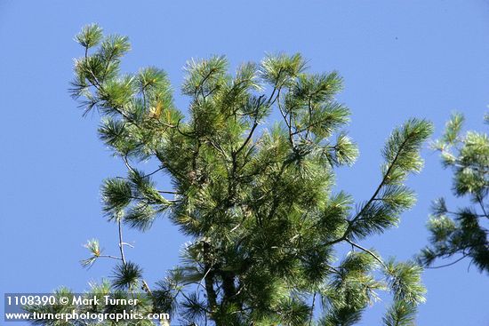 Pinus lambertiana