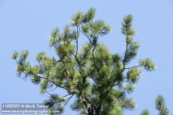 Pinus lambertiana