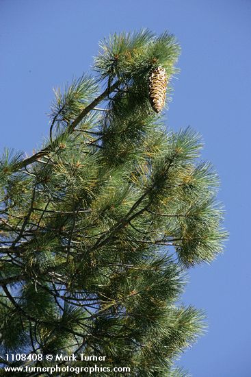 Pinus lambertiana