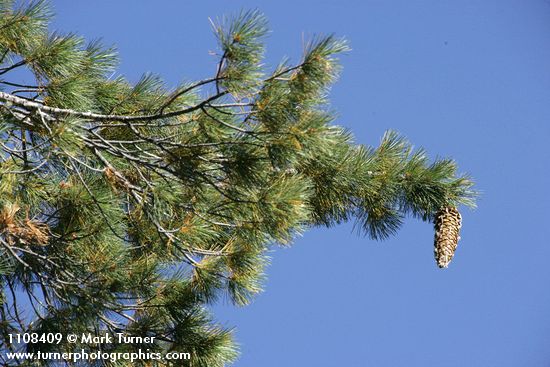 Pinus lambertiana