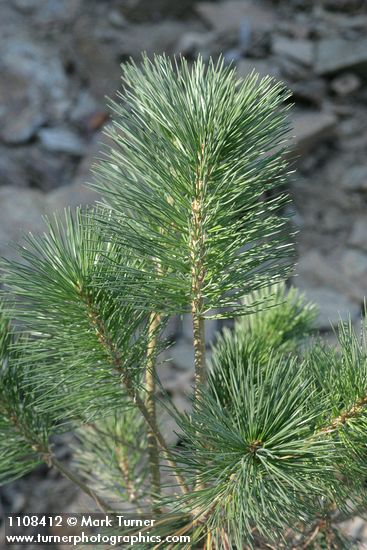 Pinus lambertiana