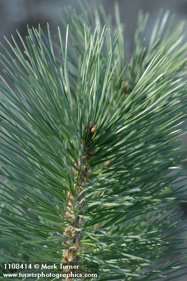 Pinus lambertiana