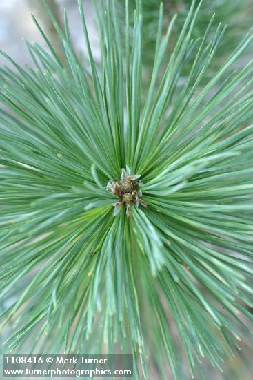 Pinus lambertiana