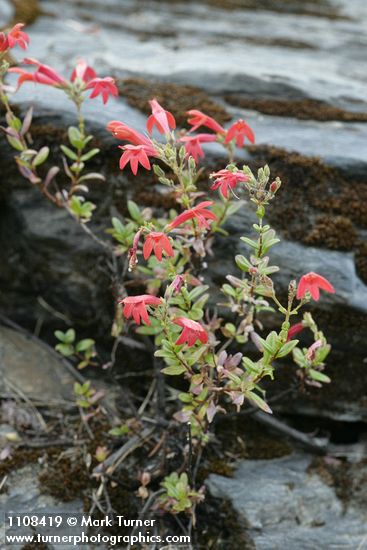 Keckiella corymbosa