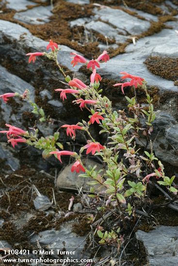 Keckiella corymbosa