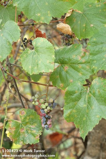 Vitis californica