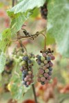 California Wild Grape ripening fruit among foliage