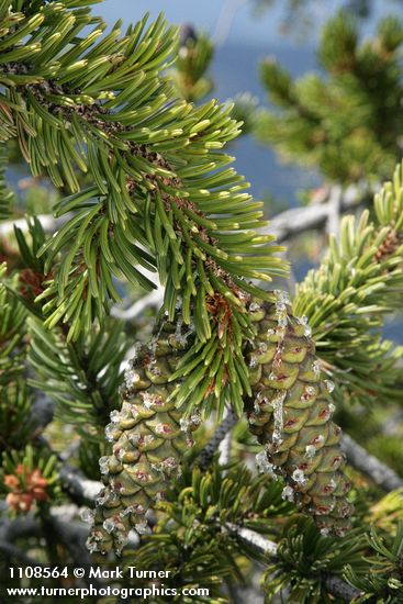 Pinus balfouriana