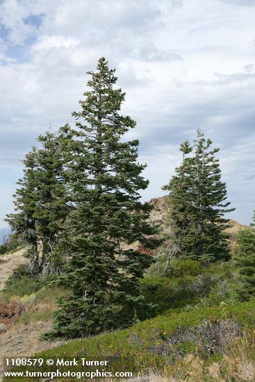 Pinus balfouriana; Abies ×shastensis