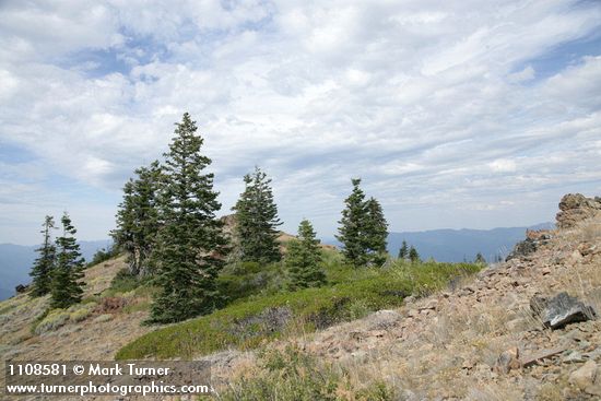 Pinus balfouriana; Abies ×shastensis