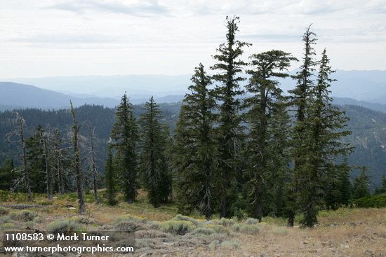 Pinus balfouriana