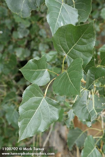 Populus fremontii