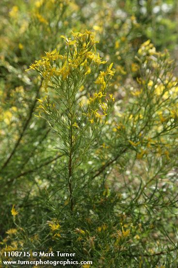 Ericameria parryi