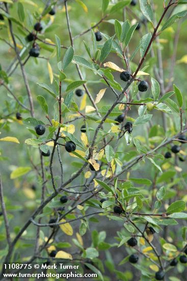 Frangula rubra (Rhamnus rubra)