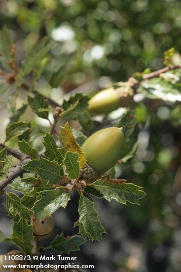 Quercus berberidifolia