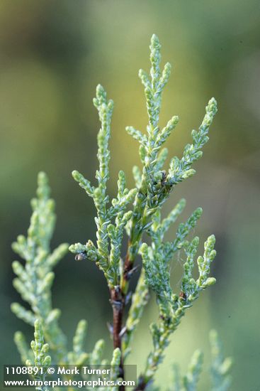 Cupressus macnabiana