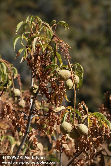 Aesculus californica