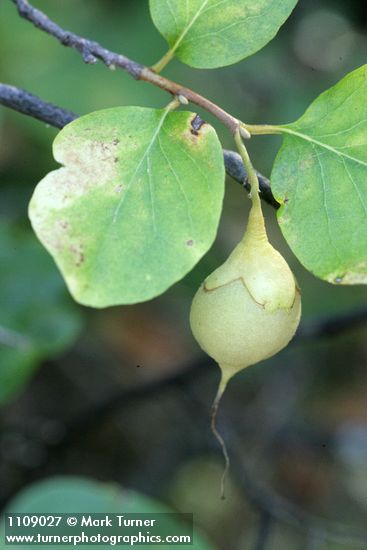 Styrax redivivus