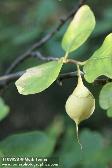 Styrax redivivus