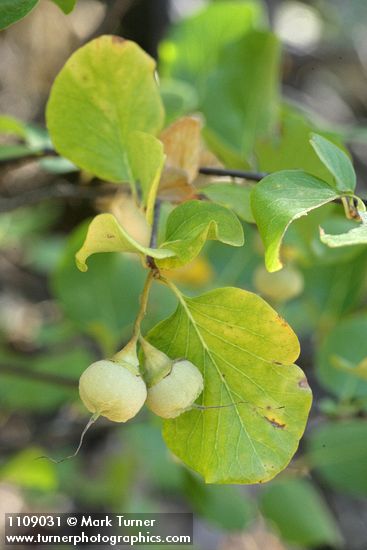 Styrax redivivus