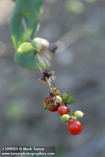 Lonicera interrupta