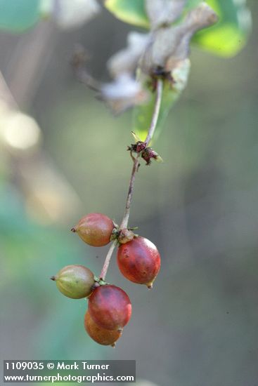 Lonicera interrupta