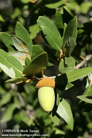 Quercus chrysolepis