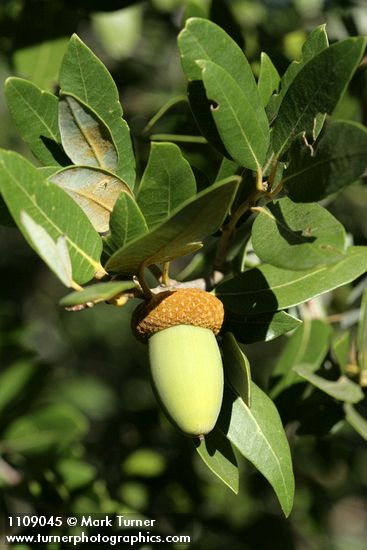 Quercus chrysolepis