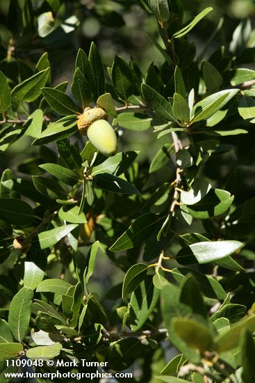 Quercus chrysolepis