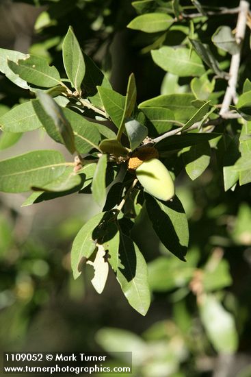 Quercus chrysolepis