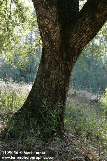 Quercus chrysolepis