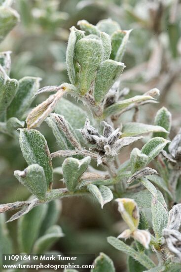 Atriplex leucophylla