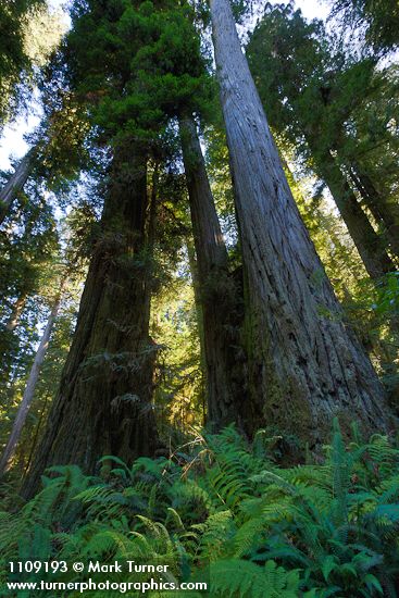 Sequoia sempervirens