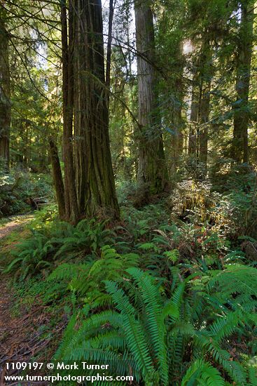 Sequoia sempervirens; Polystichum munitum