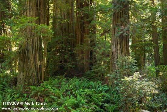 Sequoia sempervirens; Polystichum munitum